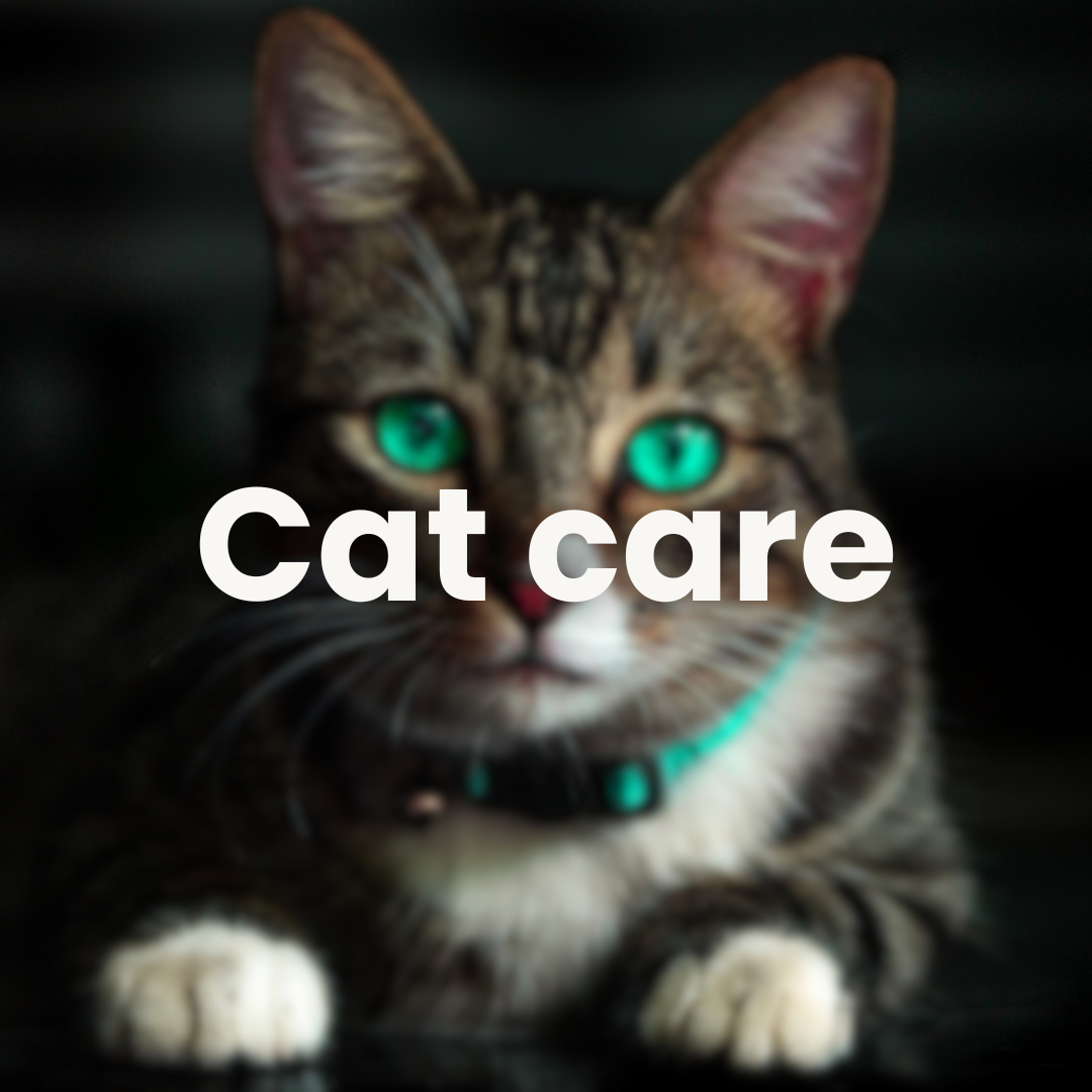 Cat Care