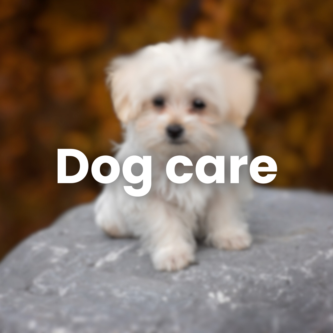 Dog Care